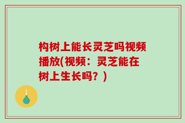 构树上能长灵芝吗视频播放(视频:灵芝能在树上生长吗?) 构树上能长灵芝吗视频播放(视频:灵芝能在树上生长吗?)