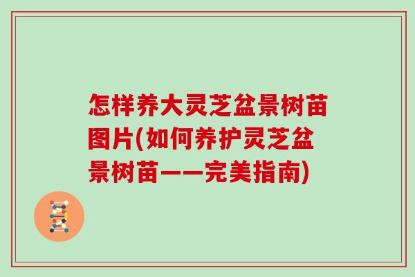怎样养大灵芝盆景树苗图片(如何养护灵芝盆景树苗——完美指南) 怎样养大灵芝盆景树苗图片(如何养护灵芝盆景树苗——完美指南)