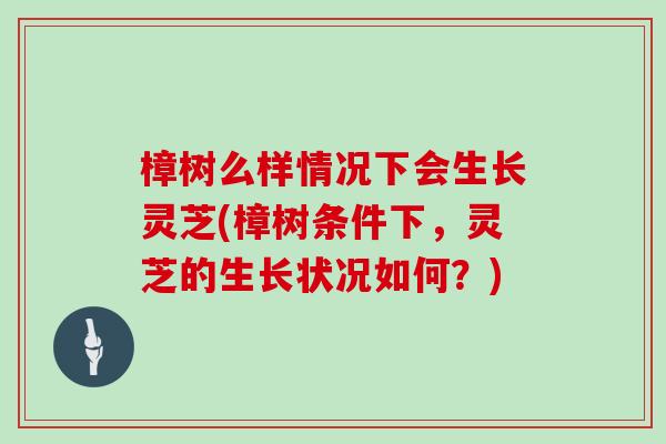 樟树么样情况下会生长灵芝(樟树条件下，灵芝的生长状况如何？)