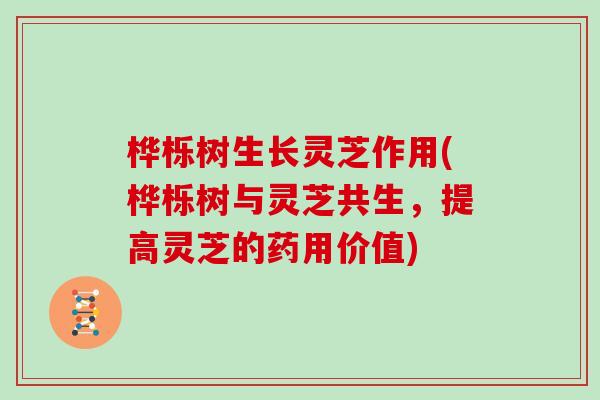 桦栎树生长灵芝作用(桦栎树与灵芝共生，提高灵芝的药用价值)