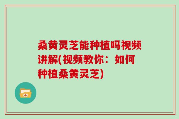 桑黄灵芝能种植吗视频讲解(视频教你：如何种植桑黄灵芝)
