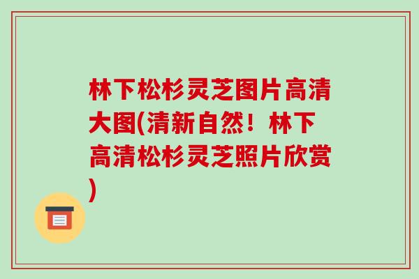 林下松杉灵芝图片高清大图(清新自然!林下高清松杉灵芝照片欣赏) 林下松杉灵芝图片高清大图(清新自然!林下高清松杉灵芝照片欣赏)