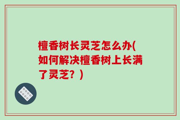 檀香树长灵芝怎么办(如何解决檀香树上长满了灵芝？)