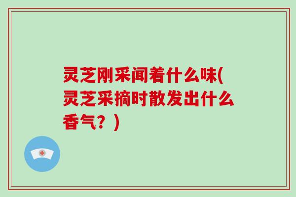 灵芝刚采闻着什么味(灵芝采摘时散发出什么香气?) 灵芝刚采闻着什么味(灵芝采摘时散发出什么香气?)