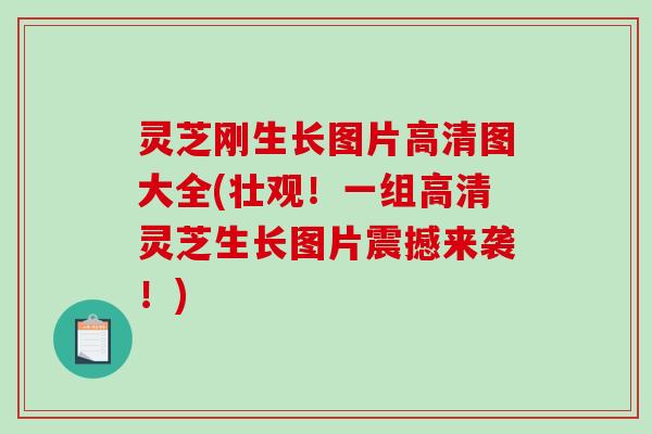 灵芝刚生长图片高清图大全(壮观!一组高清灵芝生长图片震撼来袭!) 灵芝刚生长图片高清图大全(壮观!一组高清灵芝生长图片震撼来袭!)