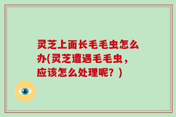 灵芝上面长毛毛虫怎么办(灵芝遭遇毛毛虫,应该怎么处理呢?) 灵芝上面长毛毛虫怎么办(灵芝遭遇毛毛虫,应该怎么处理呢?)