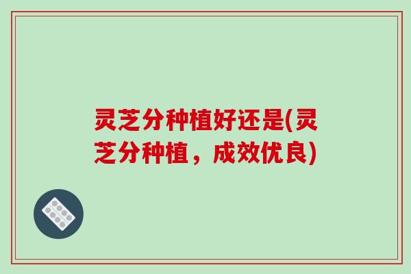 灵芝分种植好还是(灵芝分种植，成效优良)