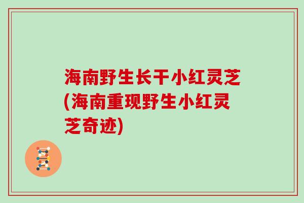 海南野生长干小红灵芝(海南重现野生小红灵芝奇迹) 海南野生长干小红灵芝(海南重现野生小红灵芝奇迹)