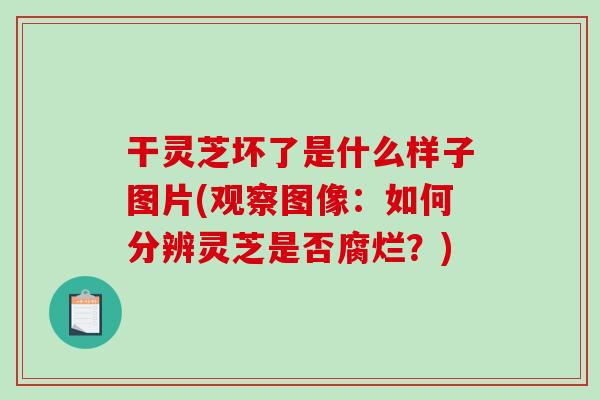干灵芝坏了是什么样子图片(观察图像:如何分辨灵芝是否腐烂?) 干灵芝坏了是什么样子图片(观察图像:如何分辨灵芝是否腐烂?)