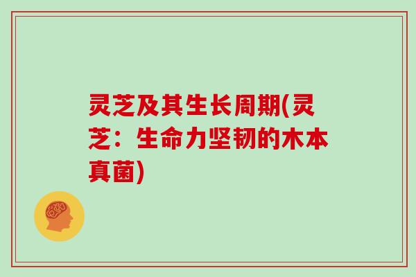 灵芝及其生长周期(灵芝:生命力坚韧的木本真菌) 灵芝及其生长周期(灵芝:生命力坚韧的木本真菌)