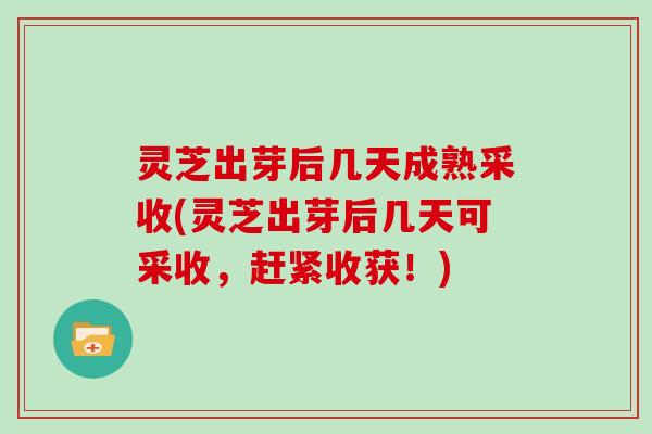 灵芝出芽后几天成熟采收(灵芝出芽后几天可采收,赶紧收获!) 灵芝出芽后几天成熟采收(灵芝出芽后几天可采收,赶紧收获!)