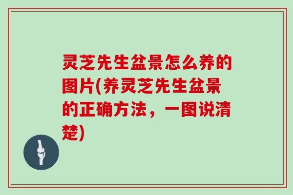 灵芝先生盆景怎么养的图片(养灵芝先生盆景的正确方法，一图说清楚)