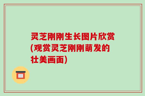 灵芝刚刚生长图片欣赏(观赏灵芝刚刚萌发的壮美画面) 灵芝刚刚生长图片欣赏(观赏灵芝刚刚萌发的壮美画面)