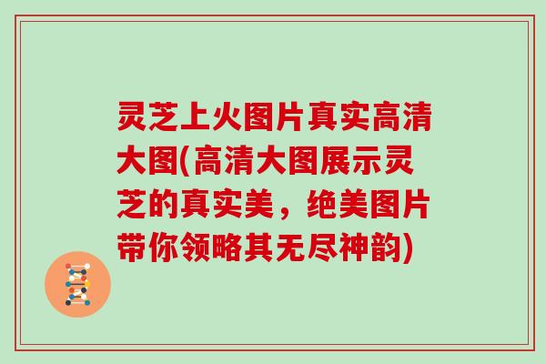 灵芝上火图片真实高清大图(高清大图展示灵芝的真实美,绝美图片带你领略其无尽神韵) 灵芝上火图片真实高清大图(高清大图展示灵芝的真实美,绝美图片带你领略其无尽神韵)