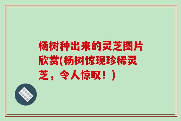 杨树种出来的灵芝图片欣赏(杨树惊现珍稀灵芝,令人惊叹!) 杨树种出来的灵芝图片欣赏(杨树惊现珍稀灵芝,令人惊叹!)