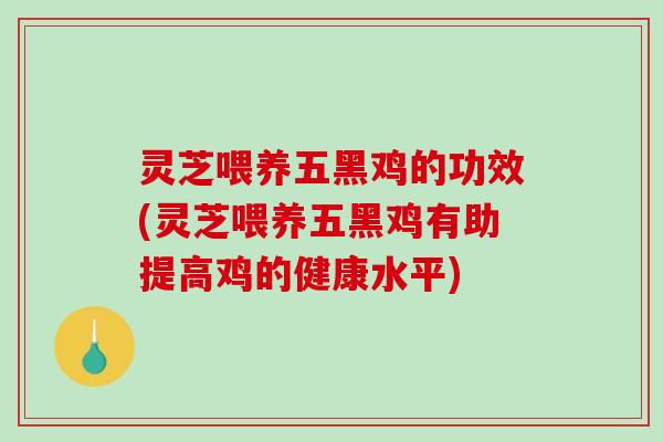 灵芝喂养五黑鸡的功效(灵芝喂养五黑鸡有助提高鸡的健康水平) 灵芝喂养五黑鸡的功效(灵芝喂养五黑鸡有助提高鸡的健康水平)