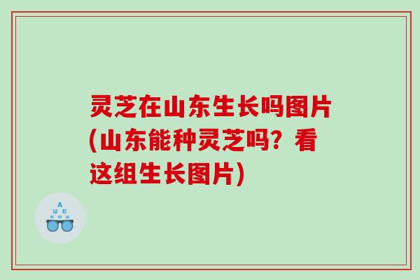 灵芝在山东生长吗图片(山东能种灵芝吗？看这组生长图片)