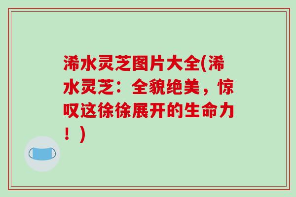 浠水灵芝图片大全(浠水灵芝:全貌绝美,惊叹这徐徐展开的生命力!) 浠水灵芝图片大全(浠水灵芝:全貌绝美,惊叹这徐徐展开的生命力!)