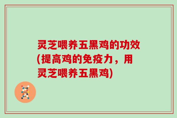 灵芝喂养五黑鸡的功效(提高鸡的免疫力,用灵芝喂养五黑鸡) 灵芝喂养五黑鸡的功效(提高鸡的免疫力,用灵芝喂养五黑鸡)