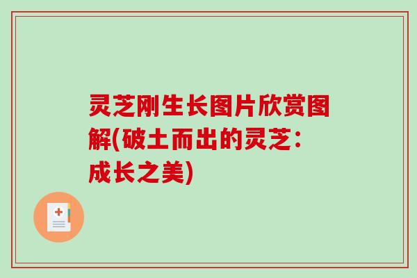 灵芝刚生长图片欣赏图解(破土而出的灵芝:成长之美) 灵芝刚生长图片欣赏图解(破土而出的灵芝:成长之美)