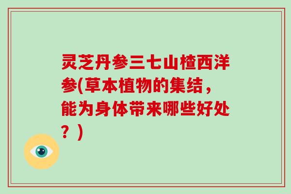 灵芝丹参三七山楂西洋参(草本植物的集结,能为身体带来哪些好处?) 灵芝丹参三七山楂西洋参(草本植物的集结,能为身体带来哪些好处?)