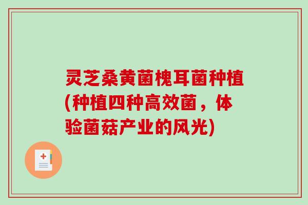 灵芝桑黄菌槐耳菌种植(种植四种高效菌,体验菌菇产业的风光) 灵芝桑黄菌槐耳菌种植(种植四种高效菌,体验菌菇产业的风光)
