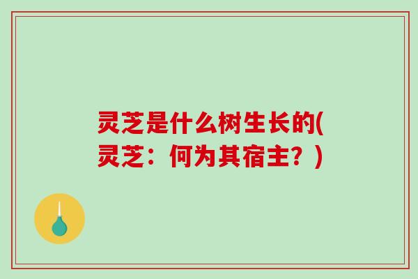 灵芝是什么树生长的(灵芝:何为其宿主?) 灵芝是什么树生长的(灵芝:何为其宿主?)