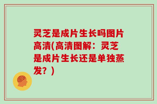 灵芝是成片生长吗图片高清(高清图解:灵芝是成片生长还是单独蒸发?) 灵芝是成片生长吗图片高清(高清图解:灵芝是成片生长还是单独蒸发?)