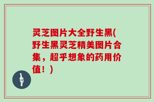 灵芝图片大全野生黑(野生黑灵芝精美图片合集，超乎想象的药用价值！)