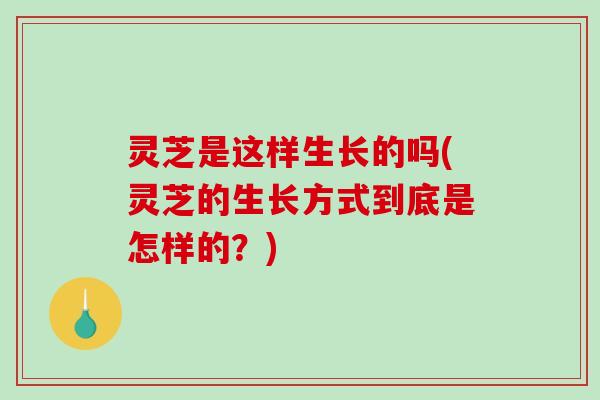 灵芝是这样生长的吗(灵芝的生长方式到底是怎样的?) 灵芝是这样生长的吗(灵芝的生长方式到底是怎样的?)