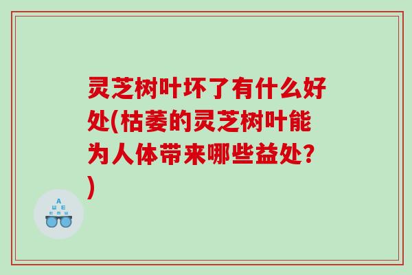灵芝树叶坏了有什么好处(枯萎的灵芝树叶能为人体带来哪些益处?) 灵芝树叶坏了有什么好处(枯萎的灵芝树叶能为人体带来哪些益处?)
