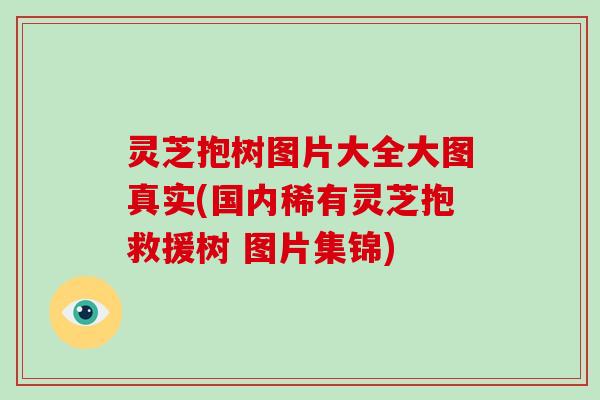 灵芝抱树图片大全大图真实(国内稀有灵芝抱救援树 图片集锦) 灵芝抱树图片大全大图真实(国内稀有灵芝抱救援树 图片集锦)