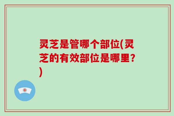 灵芝是管哪个部位(灵芝的有效部位是哪里?) 灵芝是管哪个部位(灵芝的有效部位是哪里?)
