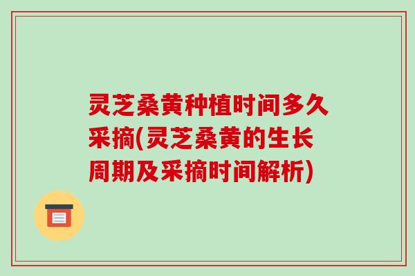 灵芝桑黄种植时间多久采摘(灵芝桑黄的生长周期及采摘时间解析)