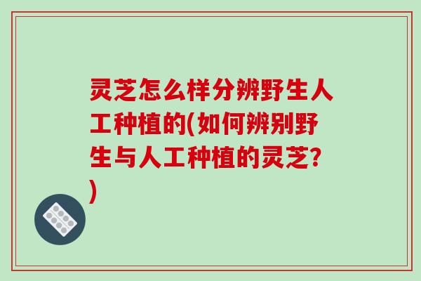 灵芝怎么样分辨野生人工种植的(如何辨别野生与人工种植的灵芝?) 灵芝怎么样分辨野生人工种植的(如何辨别野生与人工种植的灵芝?)