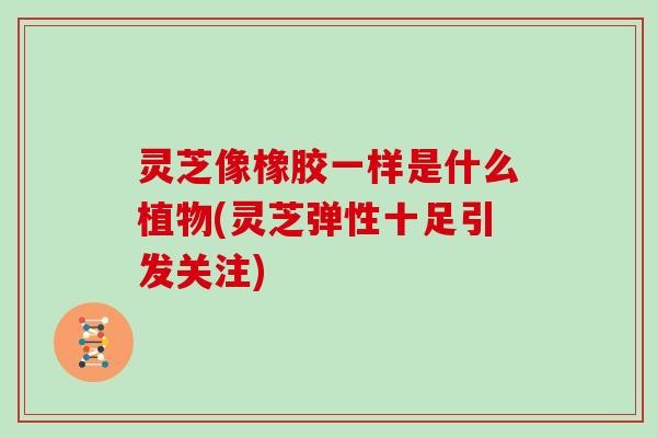 灵芝像橡胶一样是什么植物(灵芝弹性十足引发关注)
