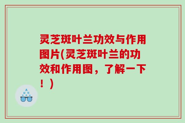 灵芝斑叶兰功效与作用图片(灵芝斑叶兰的功效和作用图，了解一下！)