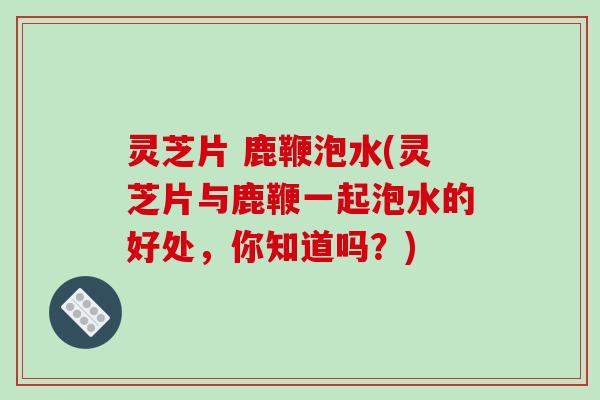 灵芝片 鹿鞭泡水(灵芝片与鹿鞭一起泡水的好处，你知道吗？)