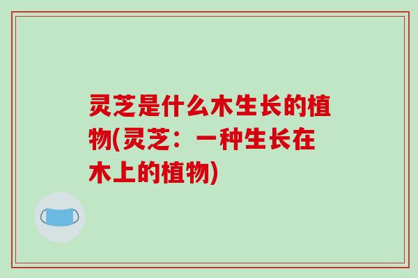 灵芝是什么木生长的植物(灵芝：一种生长在木上的植物)