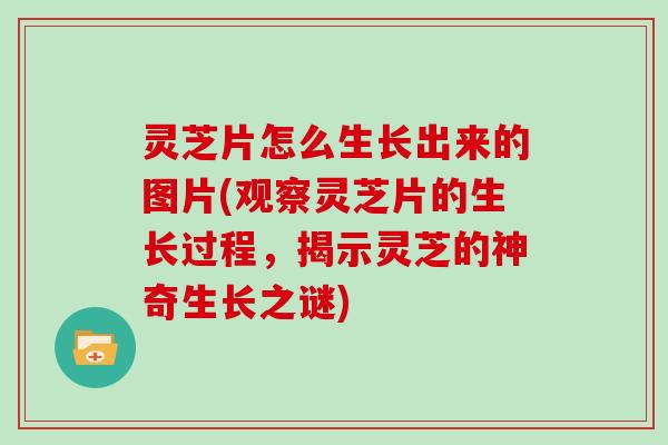 灵芝片怎么生长出来的图片(观察灵芝片的生长过程,揭示灵芝的神奇生长之谜) 灵芝片怎么生长出来的图片(观察灵芝片的生长过程,揭示灵芝的神奇生长之谜)