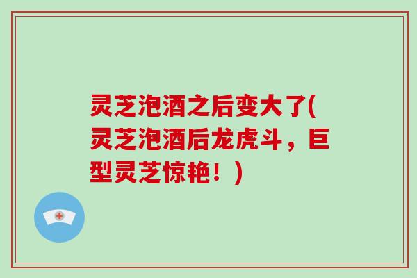 灵芝泡酒之后变大了(灵芝泡酒后龙虎斗，巨型灵芝惊艳！)