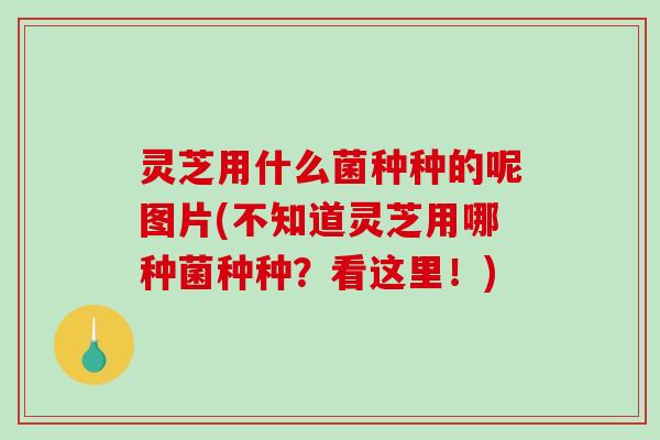 灵芝用什么菌种种的呢图片(不知道灵芝用哪种菌种种？看这里！)