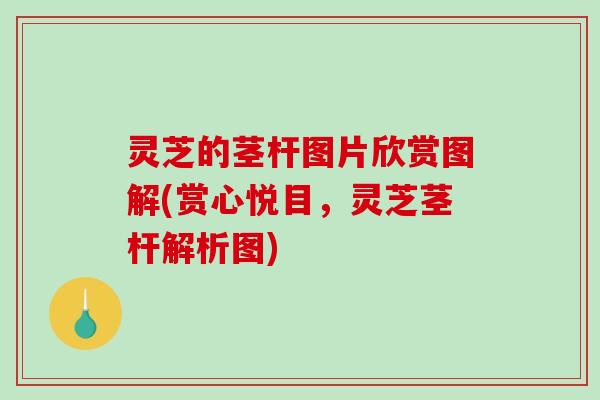 灵芝的茎杆图片欣赏图解(赏心悦目,灵芝茎杆解析图) 灵芝的茎杆图片欣赏图解(赏心悦目,灵芝茎杆解析图)