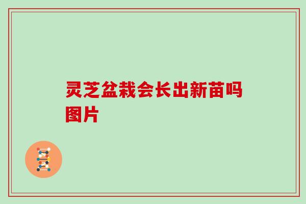 灵芝盆栽会长出新苗吗图片 灵芝盆栽会长出新苗吗图片