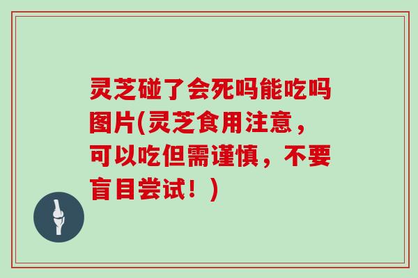 灵芝碰了会死吗能吃吗图片(灵芝食用注意,可以吃但需谨慎,不要盲目尝试!) 灵芝碰了会死吗能吃吗图片(灵芝食用注意,可以吃但需谨慎,不要盲目尝试!)