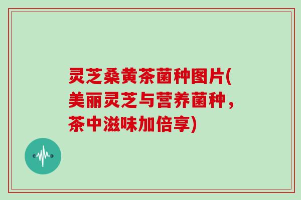 灵芝桑黄茶菌种图片(美丽灵芝与营养菌种,茶中滋味加倍享) 灵芝桑黄茶菌种图片(美丽灵芝与营养菌种,茶中滋味加倍享)
