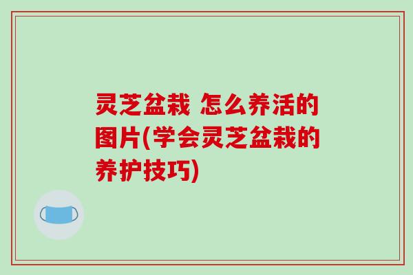 灵芝盆栽 怎么养活的图片(学会灵芝盆栽的养护技巧) 灵芝盆栽 怎么养活的图片(学会灵芝盆栽的养护技巧)
