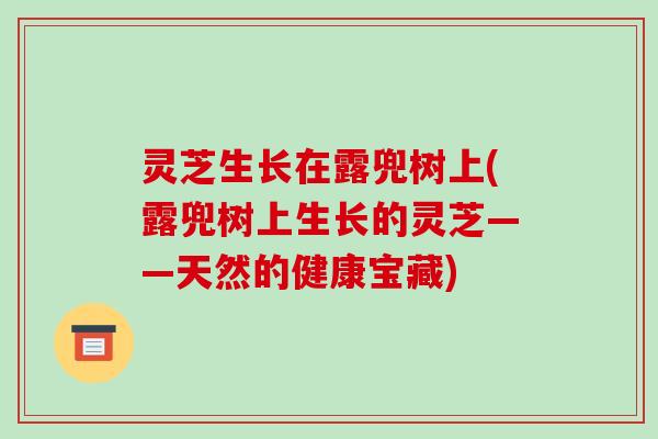 灵芝生长在露兜树上(露兜树上生长的灵芝——天然的健康宝藏) 灵芝生长在露兜树上(露兜树上生长的灵芝——天然的健康宝藏)