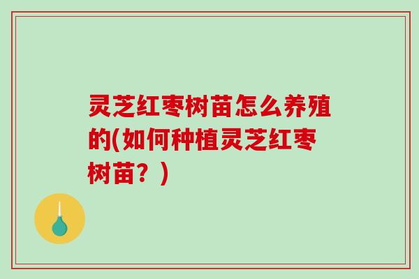 灵芝红枣树苗怎么养殖的(如何种植灵芝红枣树苗？)
