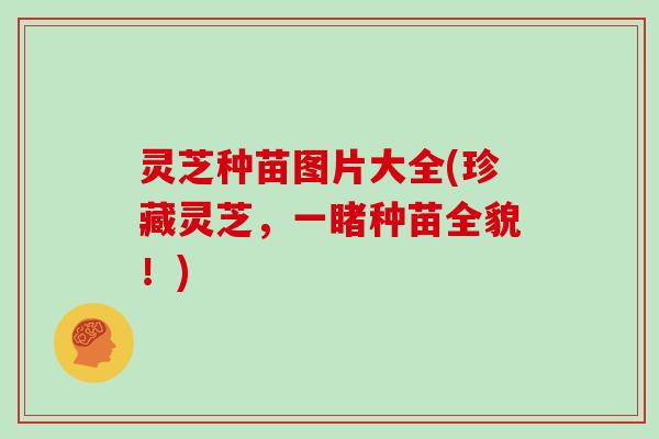 灵芝种苗图片大全(珍藏灵芝,一睹种苗全貌!) 灵芝种苗图片大全(珍藏灵芝,一睹种苗全貌!)